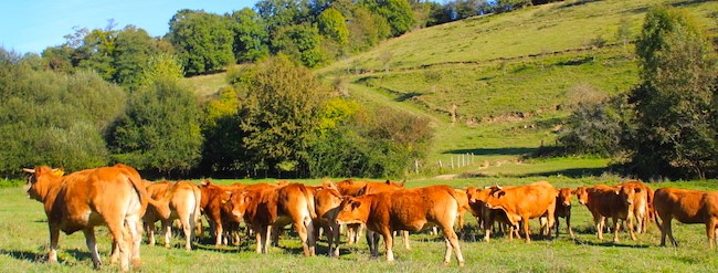 Boeuf-Coutancie-Boucherie-Spiesser-Alsace