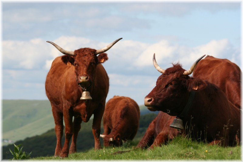 Boeuf Salers Boucherie Spiesser Alsace