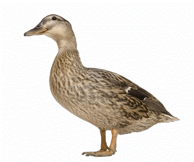 Canard à la Boucherie Spiesser, Strasbourg, Holtzheim, Alsace, France