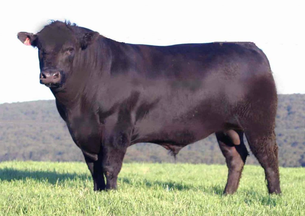 boeuf-angus-boucherie-spiesser-strasbourg-Alsace