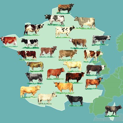boeuf viandes de race à la Boucherie Spiesser strasbourg Holtzheim Alsace