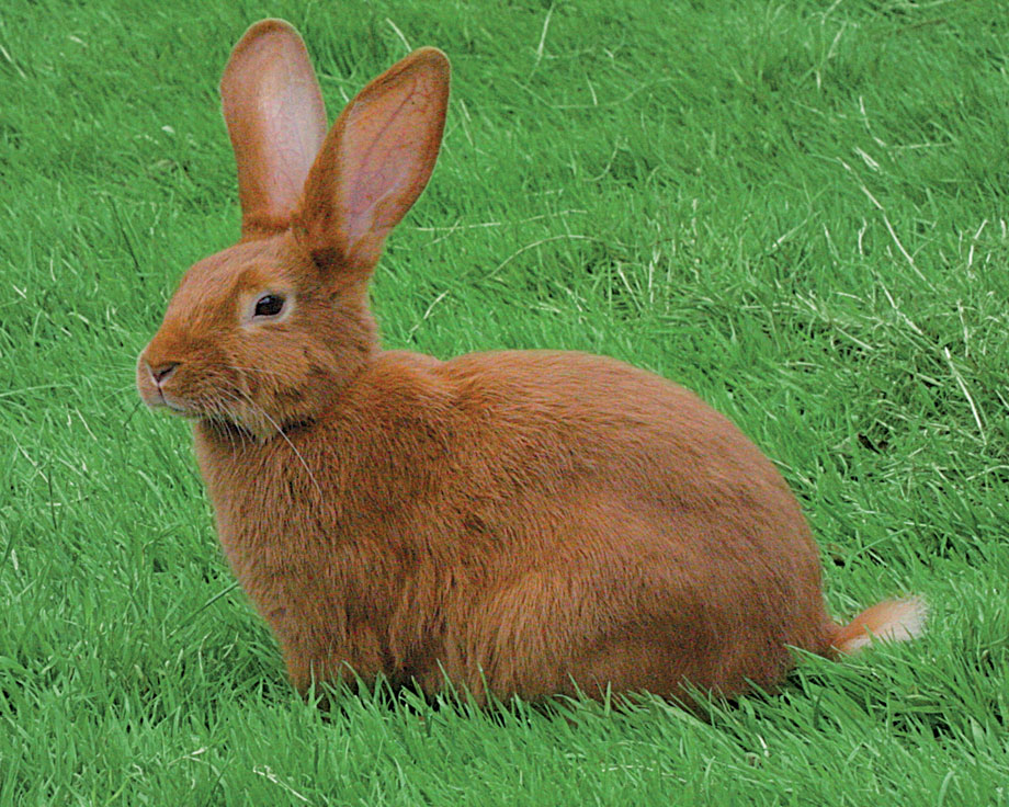 Lapin à la Boucherie Spiesser, Strasbourg, Holtzheim, Alsace, France